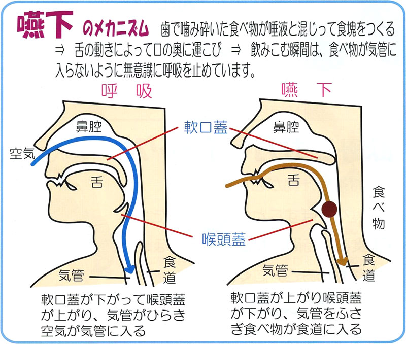 唾液 が 気管 に 入り やすい