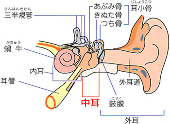 耳垢 鼓膜 に 耳垢を取らないとどうなる？正しい耳掃除の方法 [耳・鼻・喉の病気]